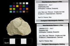 Foto (Objekt + Etiketten) von Galatheoidea indet. 